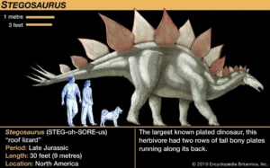 Stegosaurus: Fakta Unik & Senjata Mematikan Dinosaurus Herbivora