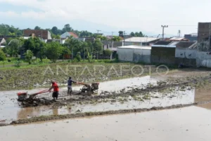 Surplus Beras 2026: Jurus Ampuh Denda Alih Fungsi Lahan