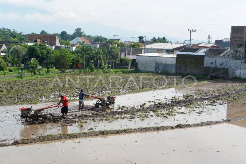 Surplus Beras 2026: Jurus Ampuh Denda Alih Fungsi Lahan